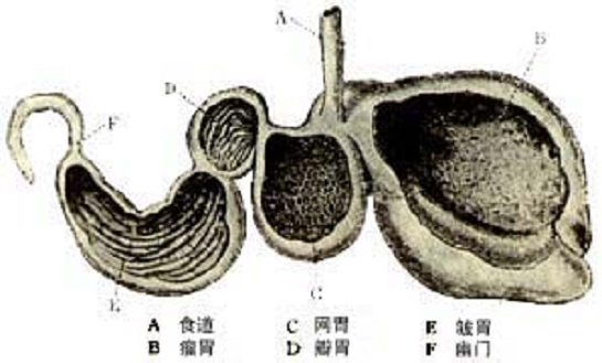 皱胃又称真胃,占四个胃总容积的8,其作用与单胃动物的胃相同,可分泌